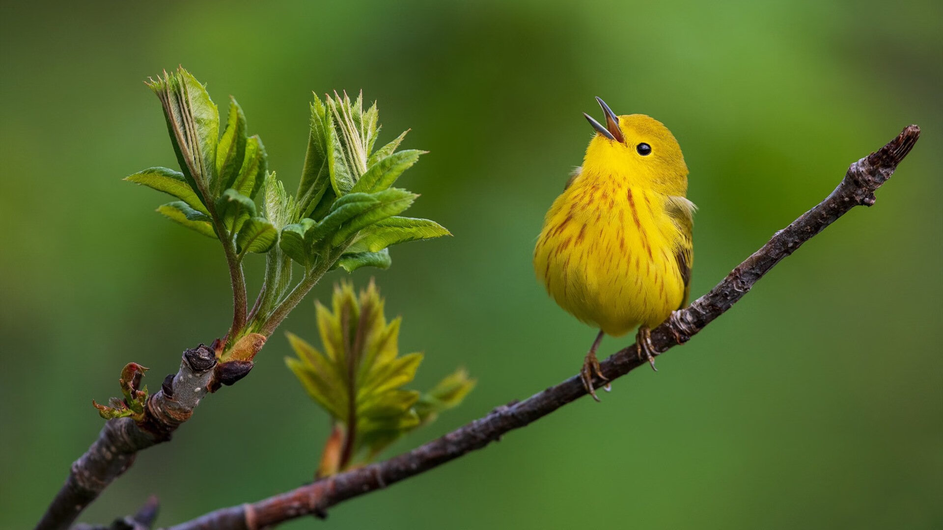 体育的启示录，英雄的独舞，与一座城的共鸣