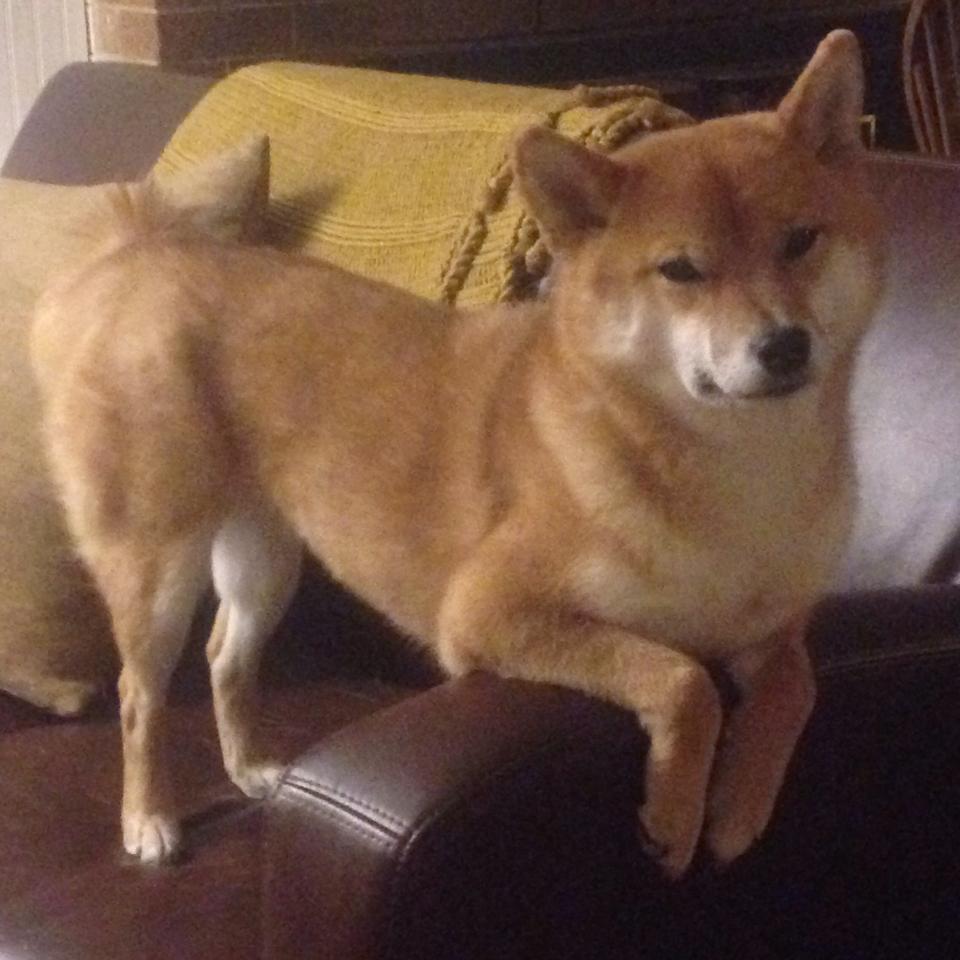 黑白直播体育-迪巴拉闪耀全场，哥伦比亚战术碾压奥地利，南美足球的胜利之夜