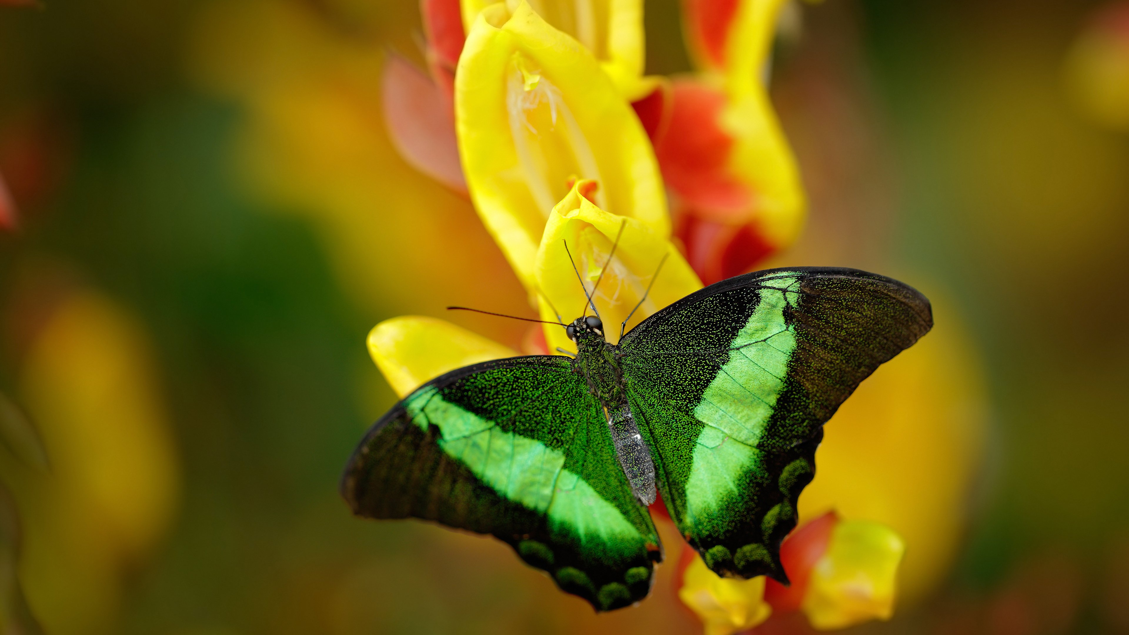 闪耀奥亚尔萨瓦尔！连续得分拉开差距，几内亚力克厄瓜多尔挺进新程