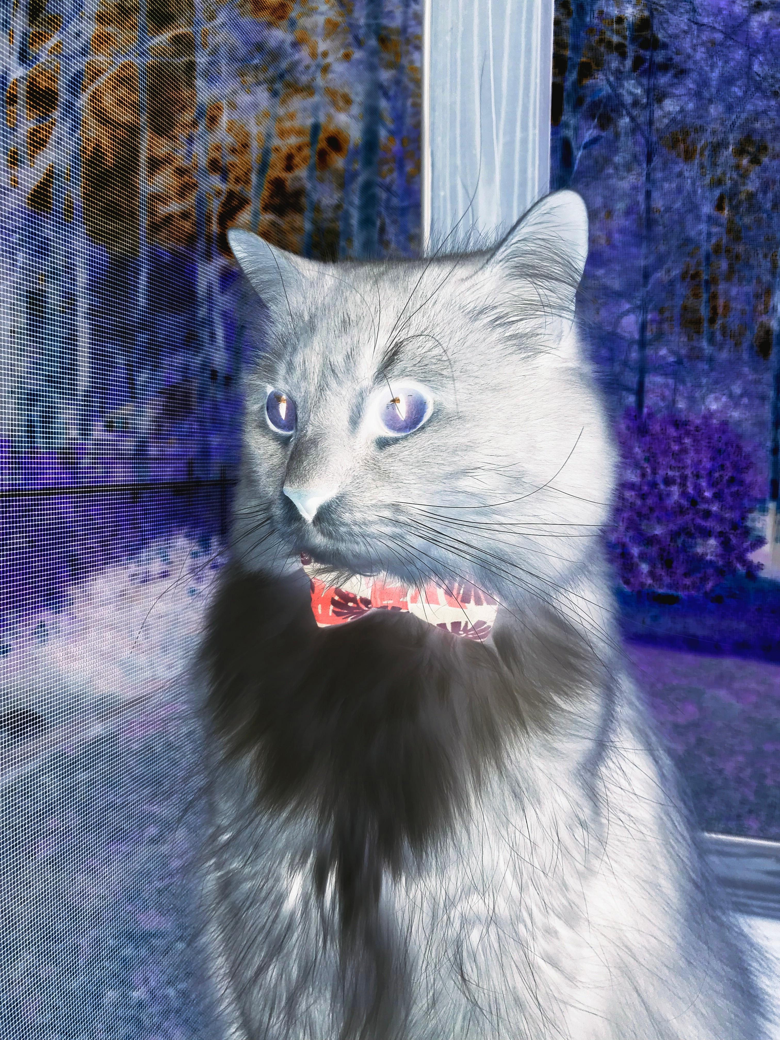 黑白直播网-从国际赛场到英超巅峰，丹麦的淘汰赛奇迹与萨内的争冠主宰