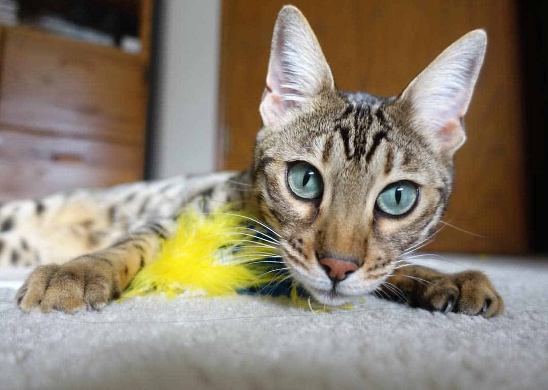 黑白直播在线观看-沉默中爆发，冷门中逆袭，库尔图瓦的怒吼与安哥拉的刀锋