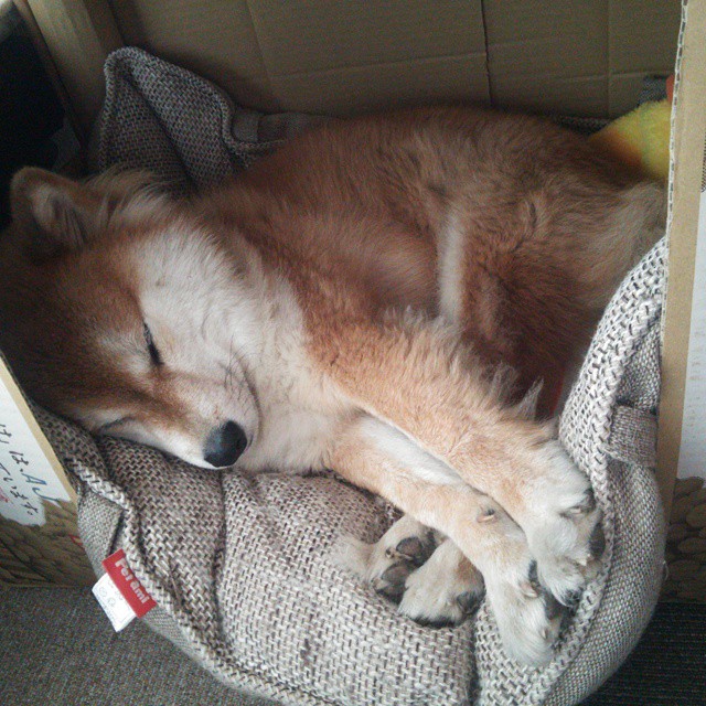 黑白直播网-莫兰特关键回合显神威,山西队激战开拓者虽败犹荣