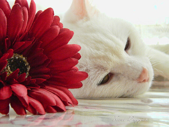 阿克惊艳单节打崩乌拉圭,澳洲袋鼠的篮球交响中,一个少年指挥官的崛起