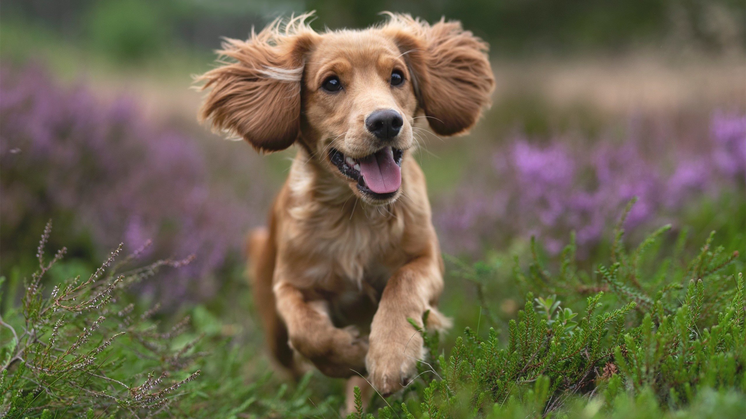 铁血雄鹿碾压火箭！字母哥统治级表现引爆季后赛