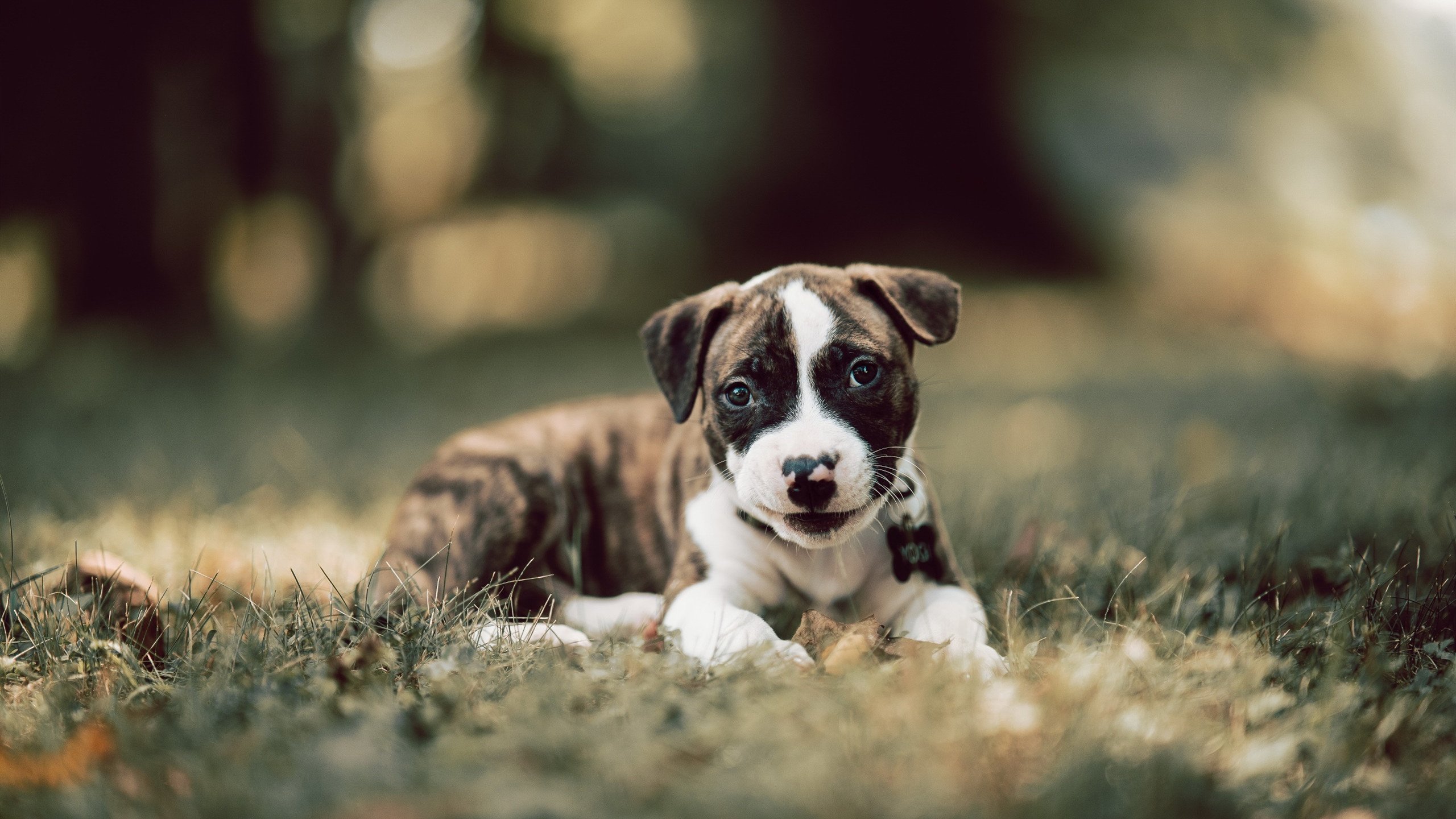 伊朗对阵葡萄牙,坎特式节奏带动全队攻防的战术启示