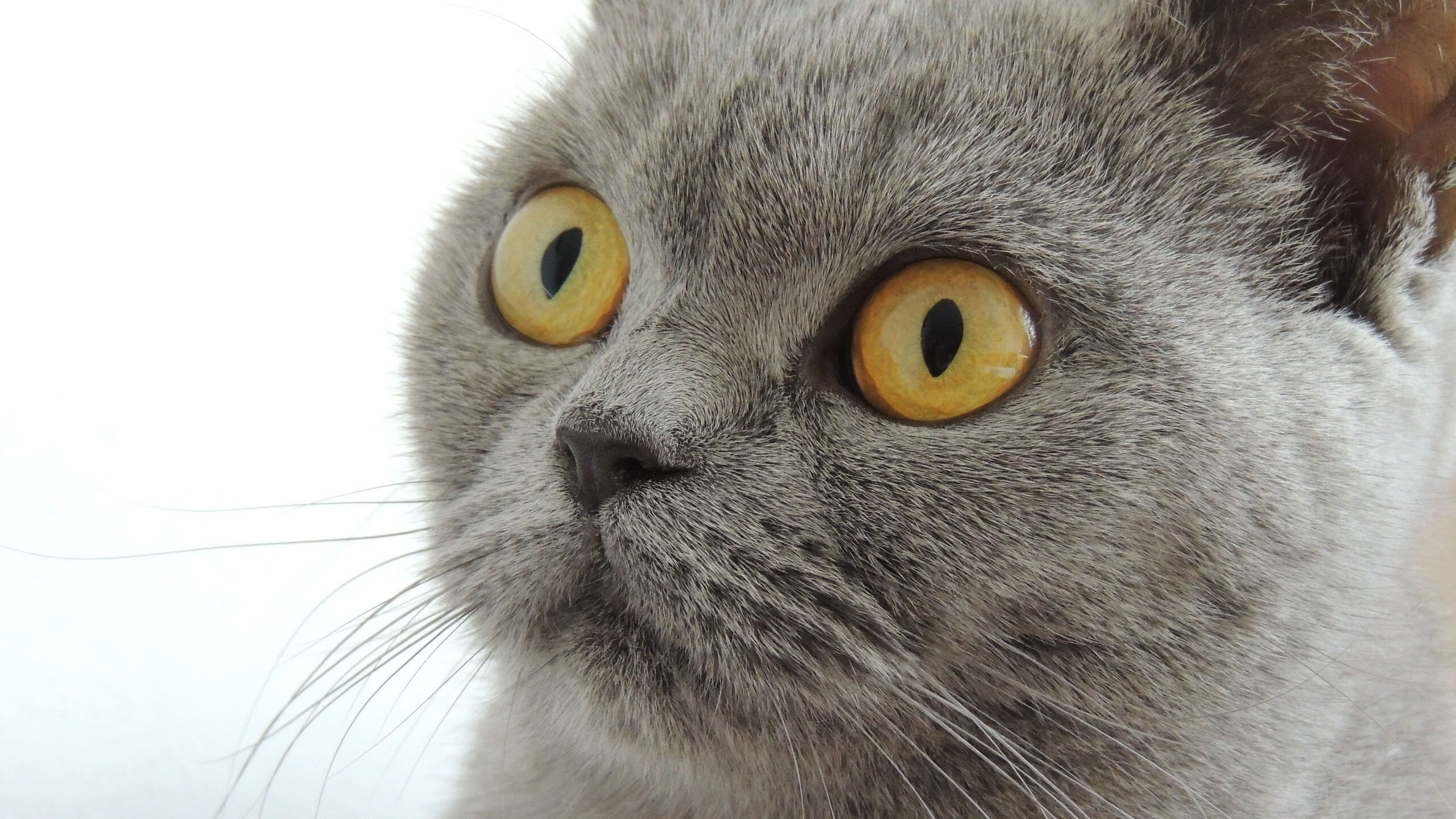 铁血王权,国王用锁链绞杀湖人,利拉德以神剑封喉