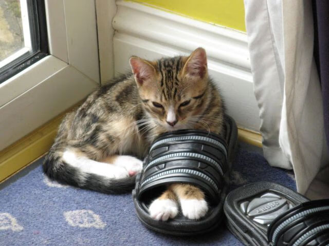 黑白直播体育-孤星映山河,爱德华兹关键三分助浙江队绝境逢关尼克斯