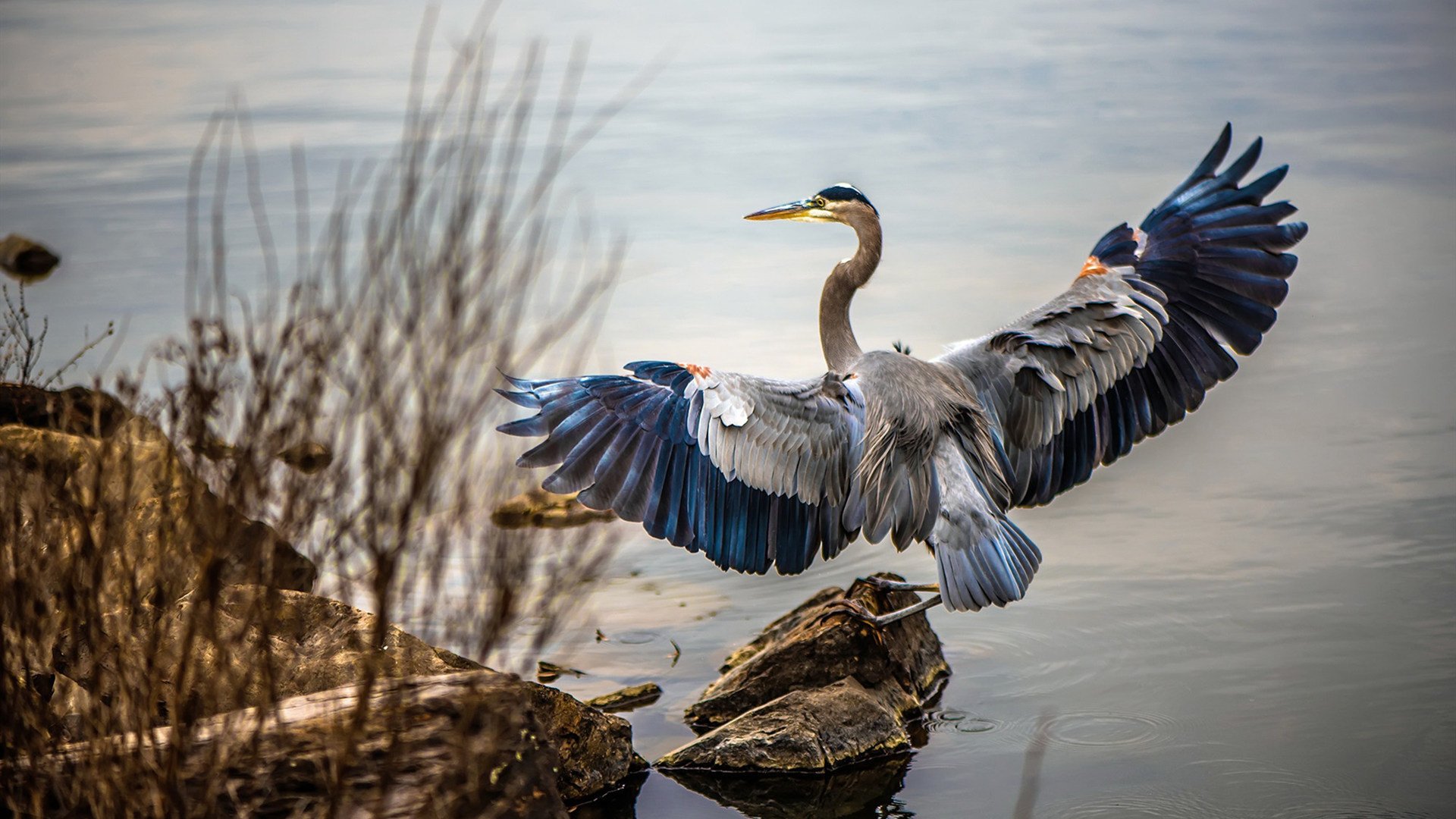 黑白直播在线观看-F1年度争冠焦点战，荷兰风暴一波带走新西兰希望