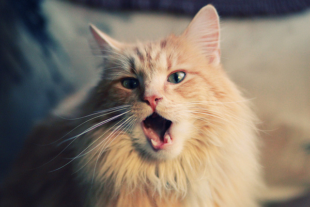 绝杀与觉醒，加维一锤定音，伊朗绝境逆袭哥斯达黎加