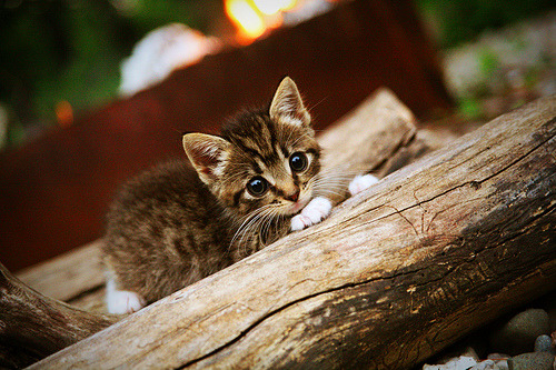 双重风暴，爵士团队洪流与班凯罗英雄诗篇